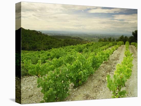 Vineyards Near Gigondas, Vaucluse, Provence, France, Europe-Michael Busselle-Premier Image Canvas