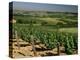 Vineyards Near Irancy, Burgundy, France-Michael Busselle-Premier Image Canvas