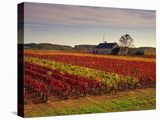 Vineyards Near Loches, Indre Et Loire, Touraine, Loire Valley, France, Europe-David Hughes-Premier Image Canvas