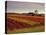 Vineyards Near Loches, Indre Et Loire, Touraine, Loire Valley, France, Europe-David Hughes-Premier Image Canvas