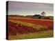 Vineyards Near Loches, Indre Et Loire, Touraine, Loire Valley, France, Europe-David Hughes-Premier Image Canvas