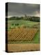 Vineyards Near Lons Le Saunier, Jura, Rhone Alpes, France-Michael Busselle-Premier Image Canvas