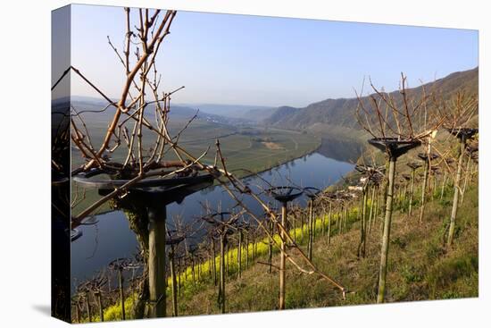 Vineyards near Piesport, Moselle Valley, Rhineland-Palatinate, Germany, Europe-Hans-Peter Merten-Premier Image Canvas