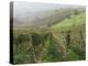 Vineyards Near Serralunga D'Alba, Piedmont, Italy, Europe-Robert Cundy-Premier Image Canvas