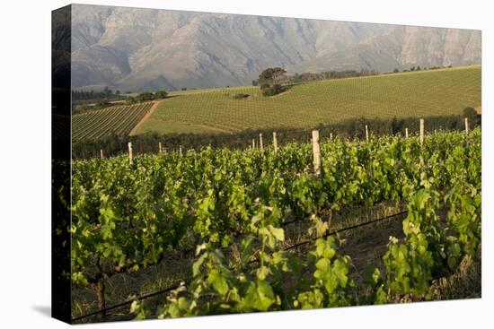 Vineyards Near Stellenbosch in the Western Cape, South Africa, Africa-Alex Treadway-Premier Image Canvas