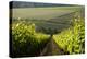 Vineyards Near Stellenbosch in the Western Cape, South Africa, Africa-Alex Treadway-Premier Image Canvas