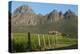 Vineyards Near Stellenbosch in the Western Cape, South Africa, Africa-Alex Treadway-Premier Image Canvas