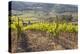 Vineyards Near to Montalcino, Val D'Orcia, UNESCO World Heritage Site, Tuscany, Italy, Europe-Julian Elliott-Premier Image Canvas