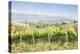 Vineyards near to Montefalco, known for its red wine of Sagrantino, Val di Spoleto, Umbria, Italy-Julian Elliott-Premier Image Canvas