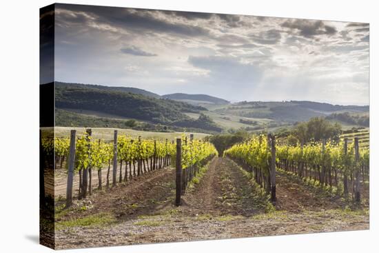 Vineyards Near to Montepulciano, Val D'Orcia, UNESCO World Heritage Site, Tuscany, Italy, Europe-Julian Elliott-Premier Image Canvas