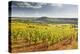 Vineyards Near to the Beaux Village De France of Vezelay in the Yonne Area-Julian Elliott-Premier Image Canvas
