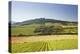 Vineyards Near to the Hilltop Village of Vezelay in the Yonne Area of Burgundy, France, Europe-Julian Elliott-Premier Image Canvas