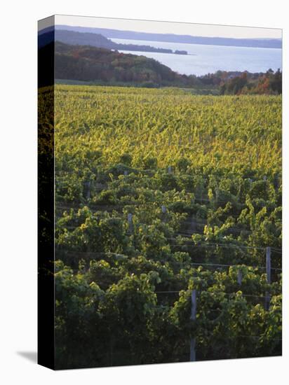 Vineyards Near Traverse City, Michigan, USA-Michael Snell-Premier Image Canvas