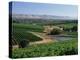 Vineyards, Oliverhill Wines, Mclaren Vale, South Australia, Australia, Pacific-Neale Clarke-Premier Image Canvas