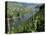 Vineyards on Slopes Above the Mosel River, Gravenburg, Germany, Europe-Oliviero Olivieri-Premier Image Canvas