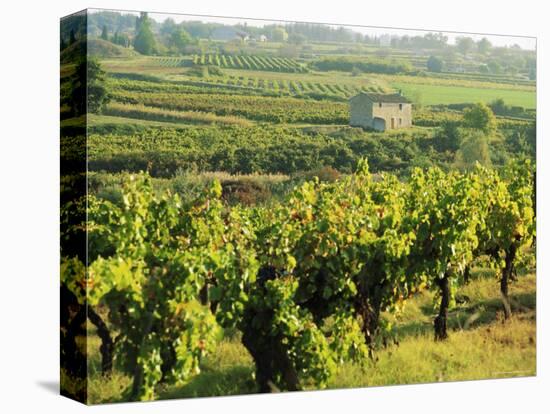 Vineyards, Provence, France, Europe-John Miller-Premier Image Canvas