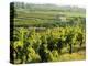 Vineyards, Provence, France, Europe-John Miller-Premier Image Canvas