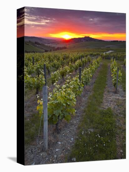 Vineyards, Sancerre, Cher, Loire Valley, Centre, France, Europe-Julian Elliott-Premier Image Canvas