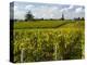 Vineyards, St. Emilion, Gironde, France, Europe-Robert Cundy-Premier Image Canvas