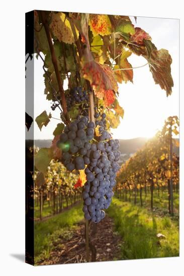 Vineyards with Red Wine Grapes in Autumn at Sunset, Esslingen, Baden Wurttemberg, Germany, Europe-Markus Lange-Premier Image Canvas