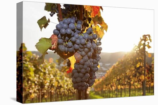 Vineyards with Red Wine Grapes in Autumn at Sunset, Esslingen, Baden Wurttemberg, Germany, Europe-Markus Lange-Premier Image Canvas