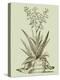 Vintage Aloe III-Abraham Munting-Stretched Canvas