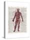 Vintage Anatomy Book-Christopher James-Stretched Canvas