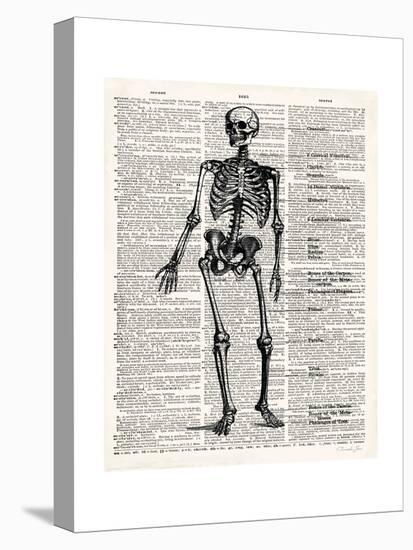 Vintage Anatomy Skeleton-Christopher James-Stretched Canvas