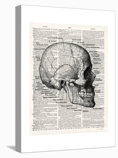 Vintage Anatomy Skull-Christopher James-Stretched Canvas