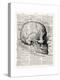 Vintage Anatomy Skull-Christopher James-Stretched Canvas