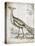 Vintage Bird I-Gwendolyn Babbitt-Stretched Canvas