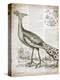 Vintage Bird I-Gwendolyn Babbitt-Stretched Canvas