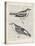 Vintage Birds on Newsprint-Wild Apple Portfolio-Stretched Canvas