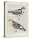 Vintage Birds on Newsprint-Wild Apple Portfolio-Stretched Canvas