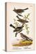 Vintage Birds: Sparrows, Snowflakes and Warblers, Plate 94-Piddix-Stretched Canvas