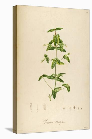 Vintage Botanical 192-Tina Carlson-Stretched Canvas