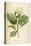 Vintage Botanical 208-Tina Carlson-Stretched Canvas