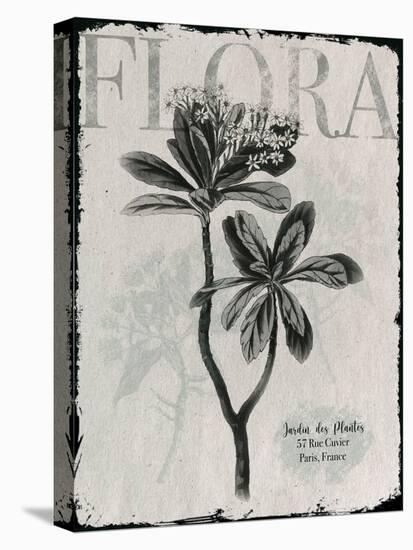 Vintage Botanical 2-Melody Hogan-Stretched Canvas