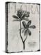 Vintage Botanical 2-Melody Hogan-Stretched Canvas