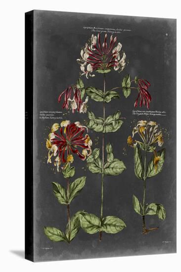Vintage Botanical Chart I-Vision Studio-Stretched Canvas