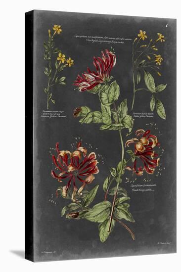 Vintage Botanical Chart II-Vision Studio-Stretched Canvas