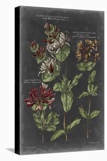 Vintage Botanical Chart IV-Vision Studio-Stretched Canvas