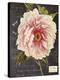 Vintage Botanical - Peony-Stephanie Monahan-Stretched Canvas