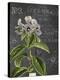 Vintage Botanical - Wildflower-Stephanie Monahan-Stretched Canvas