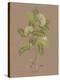 Vintage Botanicals I-Nathaniel Wallich-Stretched Canvas