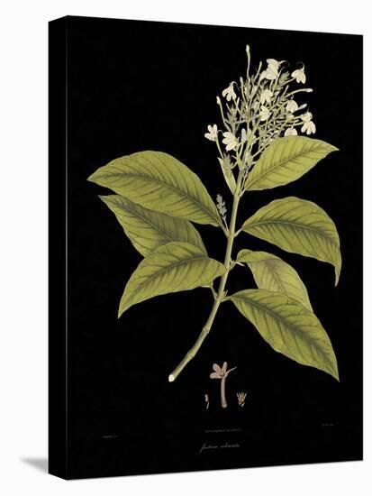 Vintage Botanicals IV - Noir-Nathaniel Wallich-Stretched Canvas