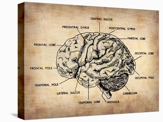 Vintage Brain Map Anatomy-NaxArt-Stretched Canvas