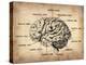 Vintage Brain Map Anatomy-NaxArt-Stretched Canvas