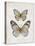 Vintage Butterflies I-Janet Tava-Stretched Canvas