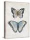 Vintage Butterflies II-Janet Tava-Stretched Canvas